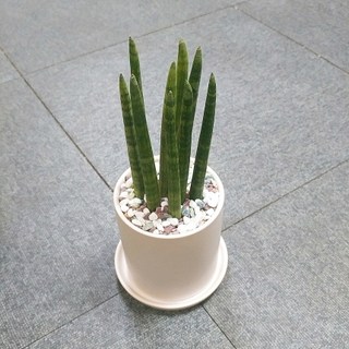 꽃피우는청년 새집증후군 미세먼지 제거 실내공기정화식물 원형 화이트 화분 (무광), 스투키, 1개