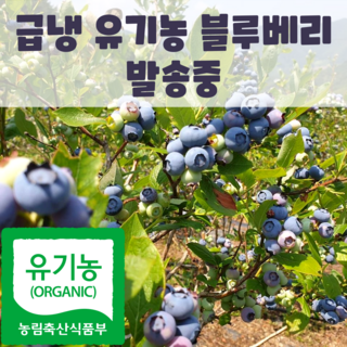 국내산 친환경 블루베리, 1박스, 1kg(특)