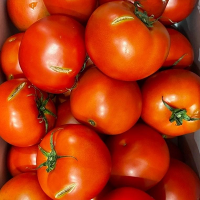 <과일싸다구> 완숙 찰 토마토 쥬스용, 소과5kg, 1개