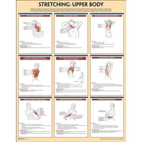 Stretching Poster: Upper Body Other, Human Kinetics Publishers