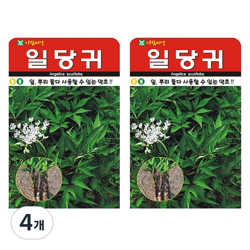 아람씨앗 일당귀 왜당귀 씨앗, 4개
