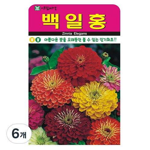 아람종묘 백일홍 씨앗, 6개