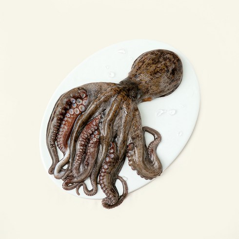 남해안 산지직송 자연산 생물 문어 (냉장), 700g(1~3미), 1개