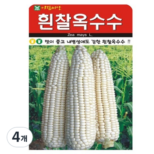 아람종묘 흰찰옥수수 씨앗, 4개