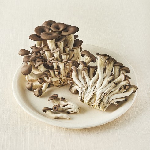 친환경 참타리버섯, 300g, 1개