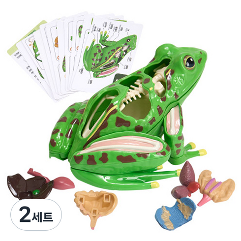 캐스비 네이처 개구리 해부 모형 세트, 2세트