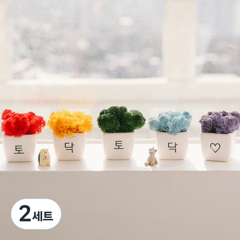 아스파시아 무지개 응원 모스 미니화분 5p 토닥토닥, 2세트