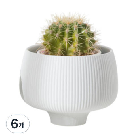 셀링랩 다육이 식물 도자기 화분, 화이트, 6개