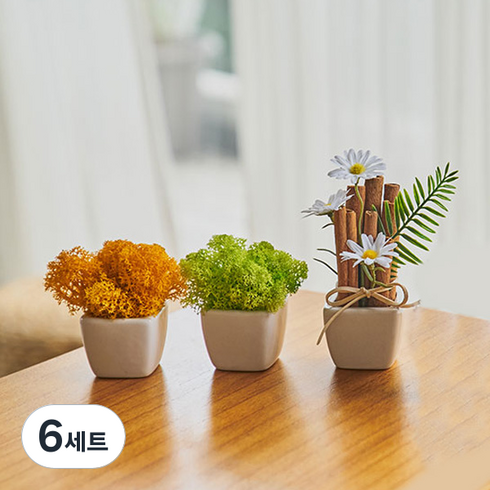 아스파시아 에센 시나몬 + 모스 화분 그린 + 어텀 세트, 6세트