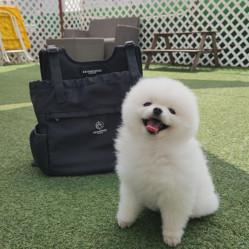 스와니펫 반려동물 라임 프론트백, 블랙, 1개