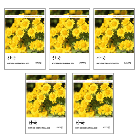 산국 씨앗(코팅 종자) 10000립, 5개