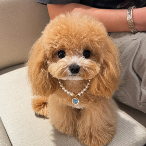 리노아 반려동물 선물 목걸이 펫 액세서리 고양이 강아지 공용 귀여운 장식 촬영 소품, 1개, 01블루