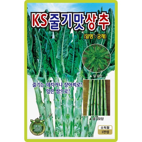 줄기 맛상추 씨앗 (1000립) 궁채 특수야채 종묘 종자 씨 영웅 KS, 1개
