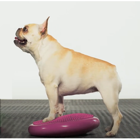 Pet Life 강아지운동기구 반려견 재활 짐볼 훈련 근력 슬개골탈구예방 피트니스, 2개, 파랑색