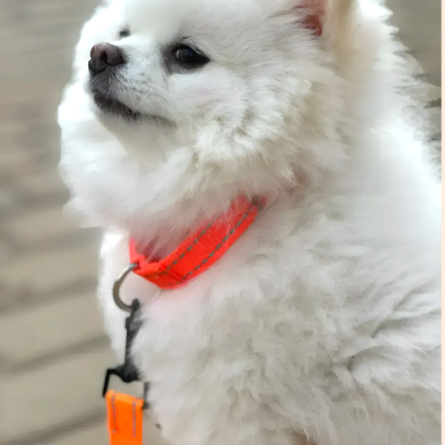 라온커넥션 튼튼한 강아지 목줄 산책용품, 주황