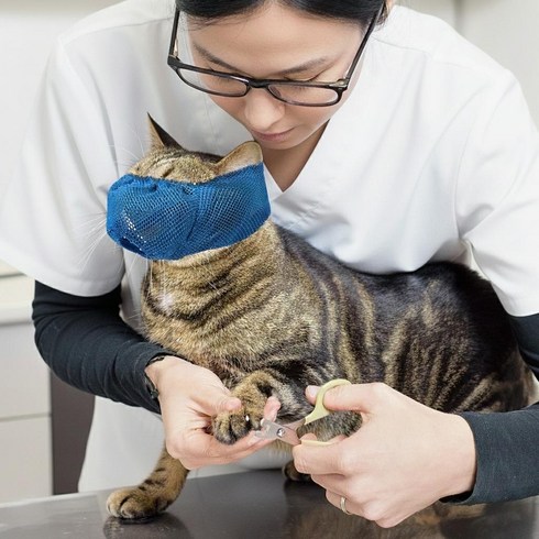 물림방지 통기성 메쉬 고양이 케어 입마개 마스크, 1개, 블루 S