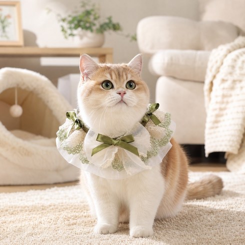 레이스 리본 고양이 목도리 소형묘 중형묘 소형견 푸들 말티즈 공용 냥생샷용 그린 블루 브라운 3컬러 귀여운 펫 액세서리, 1개, 녹색