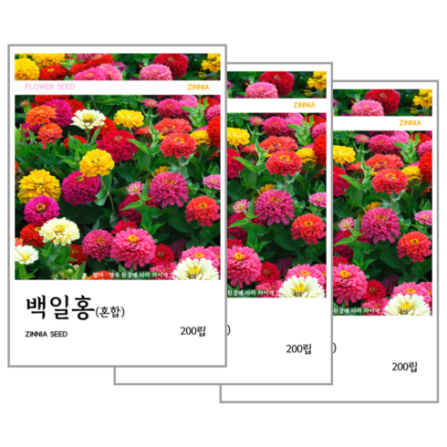 백일홍(혼합) 씨앗 200립, 3개