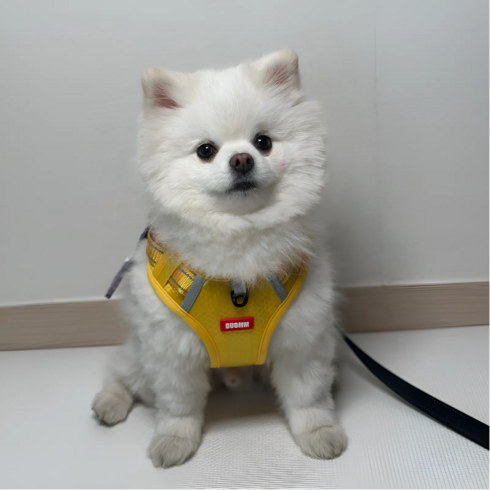 라온커넥션 강아지 손잡이 하네스, 옐로우