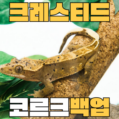 주스터디 크리스티드 게코 백업 코르크, 18.5cm, 1개