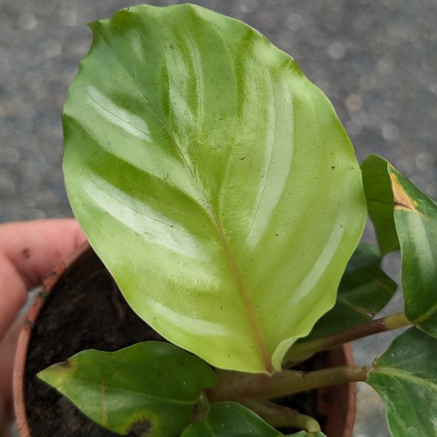 calathea freddie Calathea Freddie main image 1