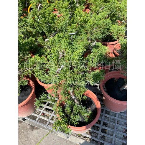 盆栽素材 真柏8 真柏8 成長中♥ 真柏（しんぱく）│