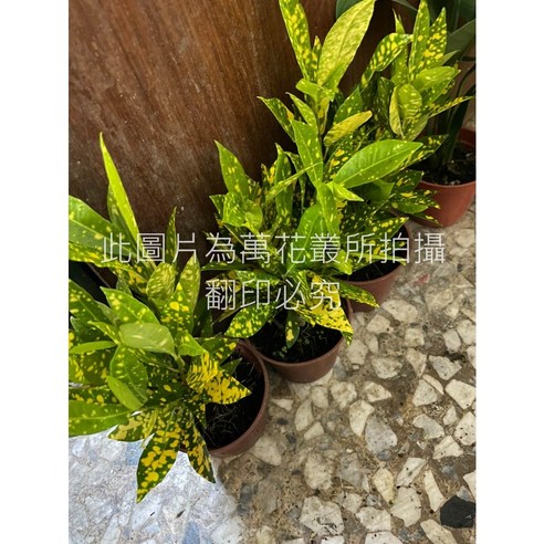 萬花叢 撒金變葉木 3吋盆栽 灑金變葉木 觀葉植物 綠植盆栽, 撒金變葉木/灑金變葉木, 1個 - 花盆 | 酷澎
