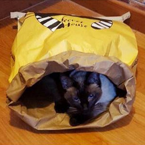 힐링타임 시크릿 페이퍼 고양이하우스 + 캣닢쿠션 랜덤 발송 이미지 2