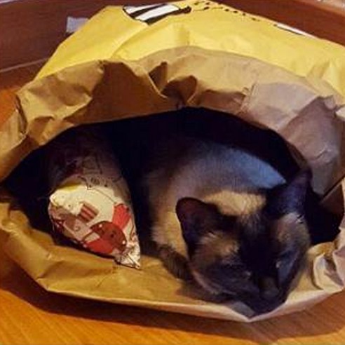 힐링타임 시크릿 페이퍼 고양이하우스 + 캣닢쿠션 랜덤 발송 이미지 3