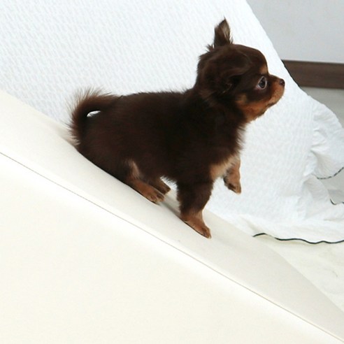 초코펫하우스 반려동물 논슬립 스텝 이미지 4