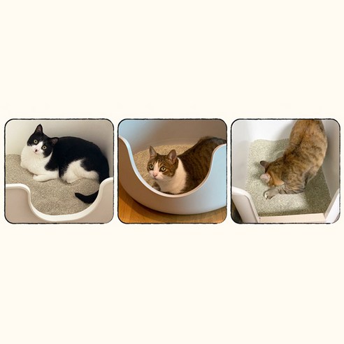 닥터펠리스 응고형 펠리스 샌드 마스터 고양이 모래 사용 장면