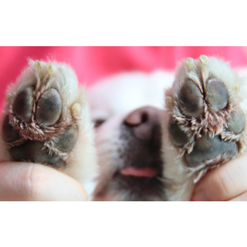 헬로마이펫 댕댕카솔 반려견 케어 진정 피부연고 후기 분석 - 제형 발림성 테스트