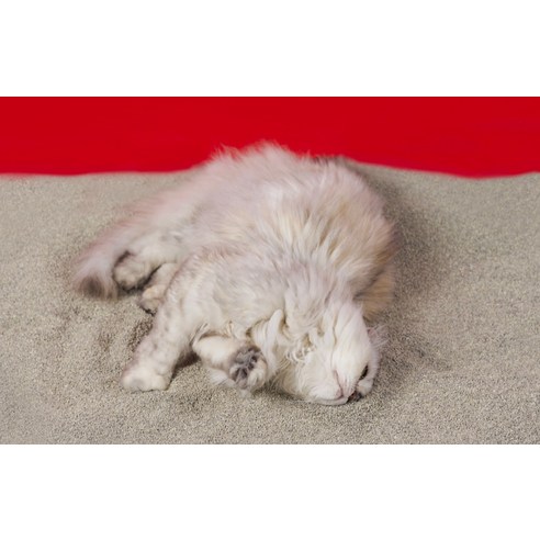 닥터펠리스 원티드 고양이 모래 벤토나이트 후기 분석 - 입자 텍스처 이미지