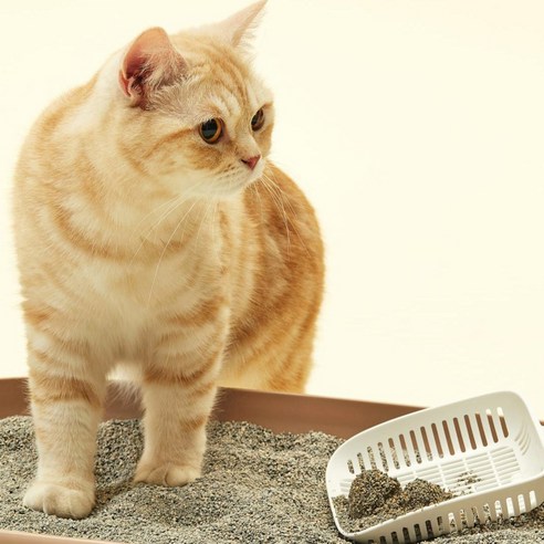 동원아르르 푸푸 베이직 벤토나이트 고양이 모래 후기 분석 - 붓는 과정