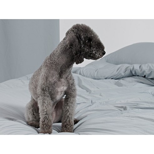 이제 털 때문에 소파와 이별하지 마세요