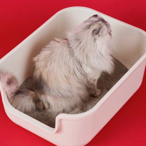 닥터펠리스 원티드 고양이 모래 벤토나이트 후기 분석 - 화장실 사용 모습