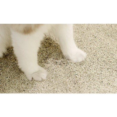 블루펫 응고형 벤토나이트 고양이 모래 후기 분석 - 응고력 테스트 장면