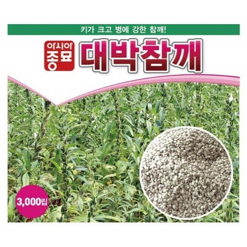 아시아종묘 무코팅 대박참깨 씨앗 3000p, 1개