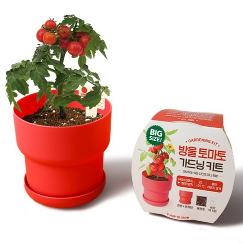 메이크정글 빅 가드닝 키트 식물 키우기, 방울토마토