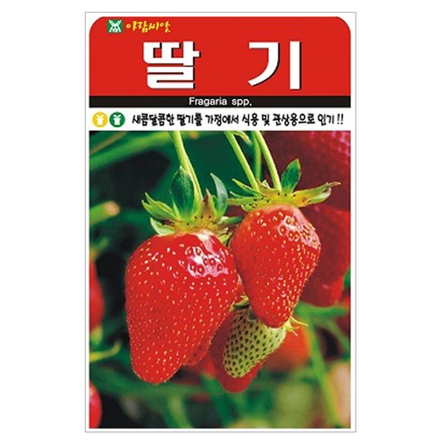 딸기 씨앗 100p, 1개