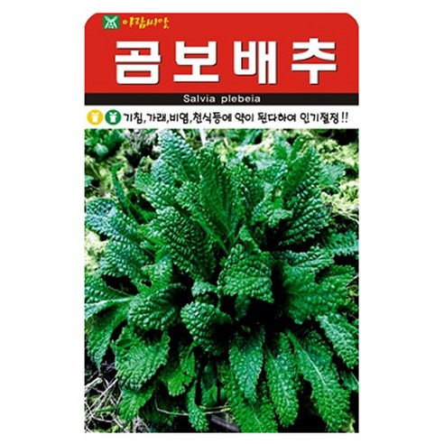 아람종묘 곰보배추 씨앗 1000p, 1개