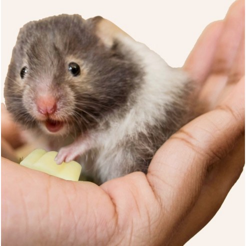 YEE 햄스터용 산양유 치즈케이크 이미지 3