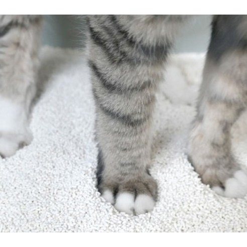 로얄 카사바 사용 이미지