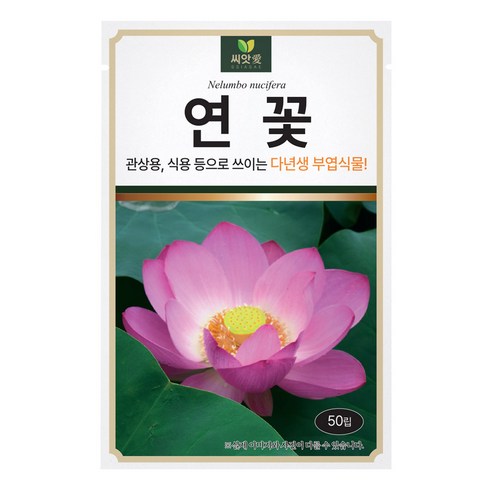 다농 씨앗애 연꽃 씨앗 50p, 1개
