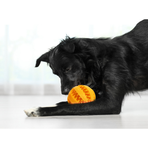 붐붐포 포우타운 강아지 노즈워크 스낵볼 솔직 후기 | 실사용자 리뷰 분석 - 상품 이미지 3