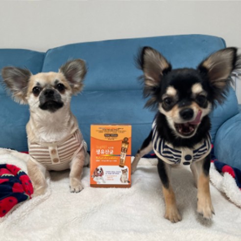 리얼Pet 반려동물 영양제 이미지 3
