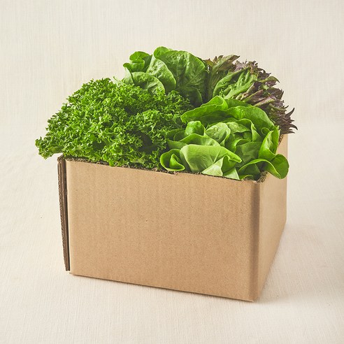 친환경 유러피안 모둠 샐러드용 채소, 550g, 1개