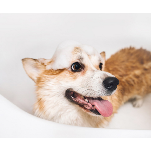 그린트리 강아지용 호호바 오일 샴푸 솔직 후기 | 실제 사용자 리뷰 총정리 - 상품 이미지 2