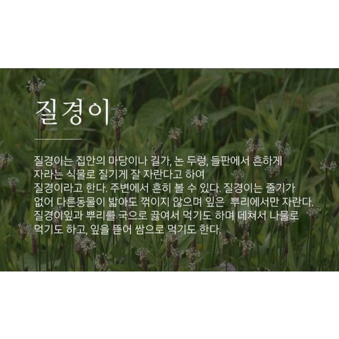 조은약초 프리미엄 질경이 차전초 200g, 1개 이미지 3