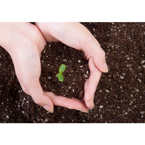 집에서 블루베리 실패 없이 풍성하게 키우는 비밀